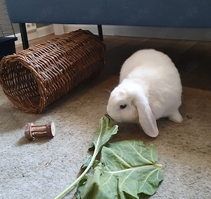 Max sucht ein neues Zuhause 