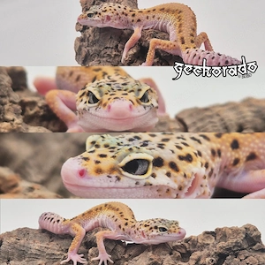 Leopardgecko Jungtier - Pet Only