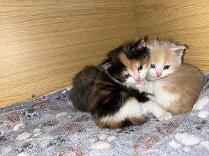 Maine Coon-Ragdollkätzchen abzugeben