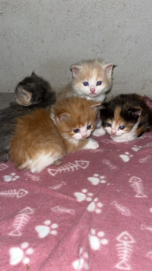 Maine Coon Ragdollkätzchen abzugeben