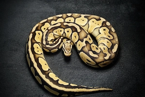 0.1 Pastel Special het Clown nz. 19 ... Königspython   Python Regius 
