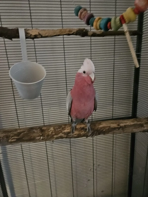 Handzahme Rosakakadus mit Käfig in Gute Hände abzugeben.
