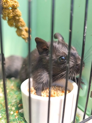 Degu , Degus 