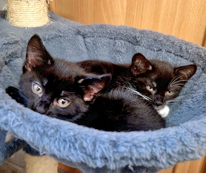 Katzenbabys in liebevolle Hände abzugeben