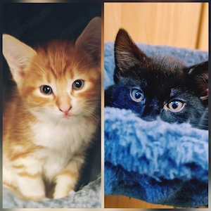 Kitten in liebevolle Hände abzugeben