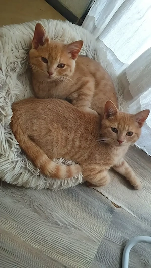 Bkh kitten rot orange