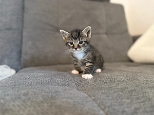 Kitten Katzenbaby Kater männlich getigert 