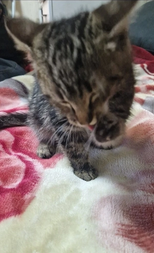 Savannah-mix Bengal