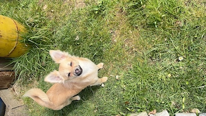 Chihuahua Hündin abzugeben 