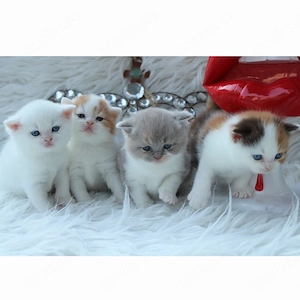 Suche BKH Kitten ( Männlich ) 