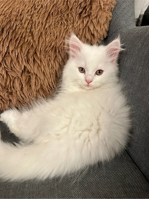 Perser Kitten 