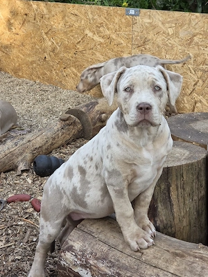 American Bully XL Abgabebereit