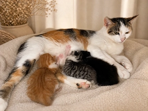 Kitten suchen verantwortungsbewusstes Zuhause