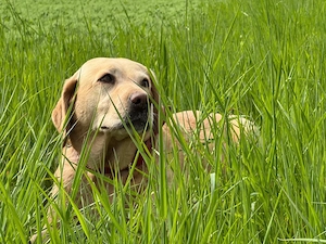 Wurfankündigung zuckersüßer Labradorwelpen 