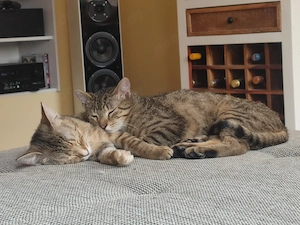 Katzen-Geschwister paar Europäisch kurzhaar 9 Monate 