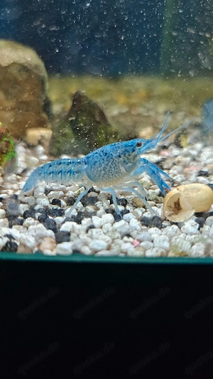  Blauer Floridakrebs 5,00  (je 5,00   Stück) 