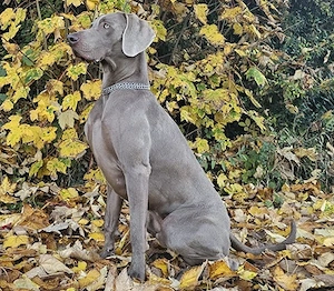 Milow,Weimeraner - braucht Menschen mit Jagdhundeerfahrung. Er ist kinderfreundlich,klug und kräftig