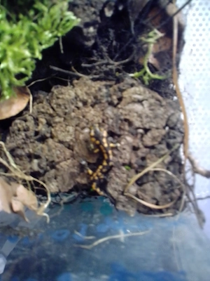 Salamandra salamandra terrestris  Bild 6