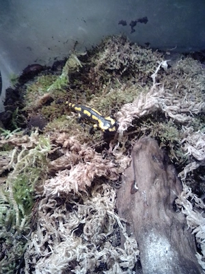 Salamandra salamandra terrestris  Bild 2