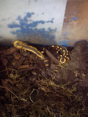 Salamandra salamandra terrestris  Bild 5