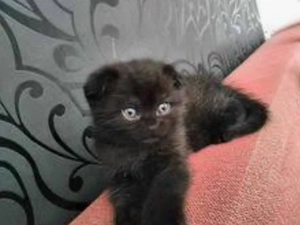 bkh reinrassige babys  schoko 