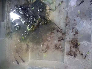 Salamandra salamandra terrestris  Bild 9