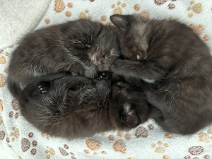 Sehr Schöne Baby Katzen