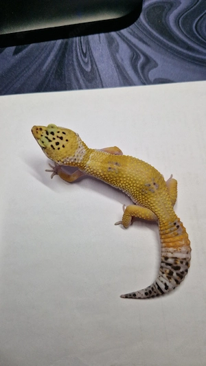 Leopardgecko Weibchen 