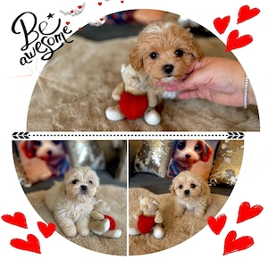 Maltipoo Welpen