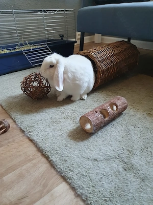 Max sucht ein neues Zuhause 