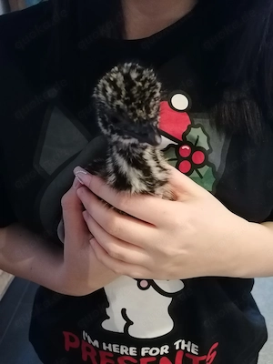Emu küken suchen neues Personal 