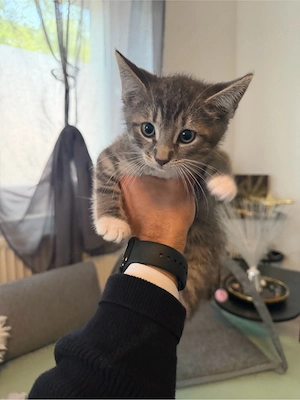Süßes Babykater sucht liebevolles Zuhause   