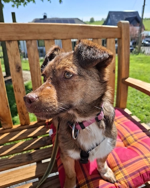 Zuhause gesucht für die bezaubernde Lucy...