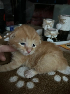 Zwei Main Coon Mix Kärtchen Mama Original.