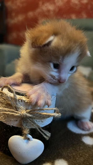 Katzen Babys jetzt Resavieren.