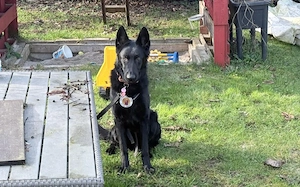 Storm sucht ein Zuhause Bild 2