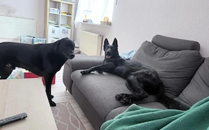 Storm sucht ein Zuhause Bild 5