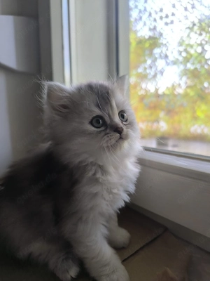 Kleines flauschiges Kitten sucht liebevolles Zuhause