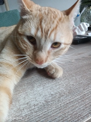 Kater abzugeben 
