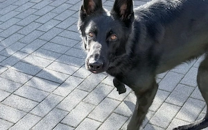 Storm sucht ein Zuhause