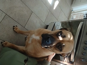 Luna sucht ein liebes volles zu Hause für immer