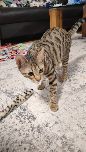 Benga Mix kitten  Bild 4