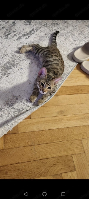 Benga Mix kitten  Bild 5