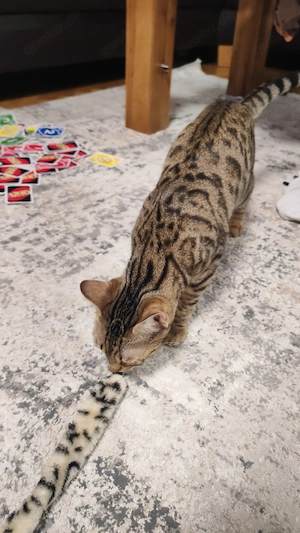 Benga Mix kitten  Bild 3