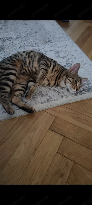 Benga Mix kitten  Bild 2