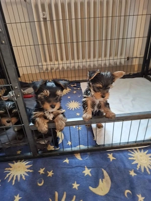 reinrassige Mini Yorkshirre Terrier Welpen suchen ein schönes Zuhause.