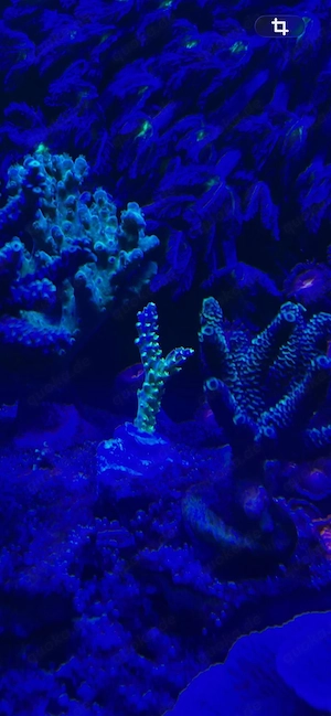 SPS Korallen z.B. Acropora Mango Garden