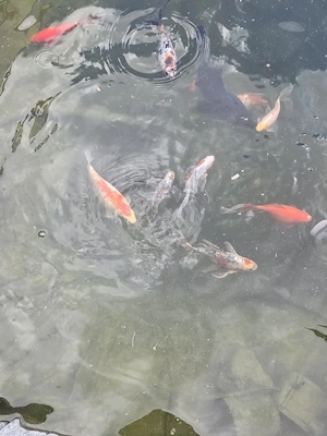 Schubunkin und Gold fische zu verkaufen 