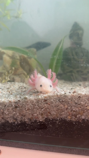 Axolotl 6 Monate Bild 2