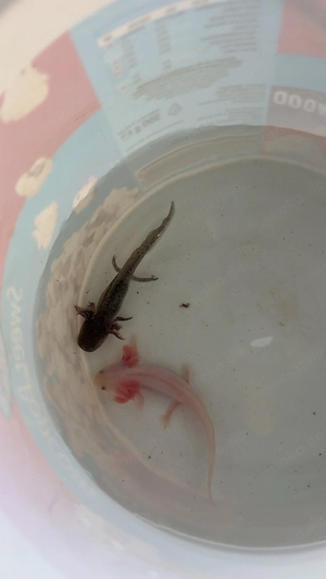 Axolotl 6 Monate